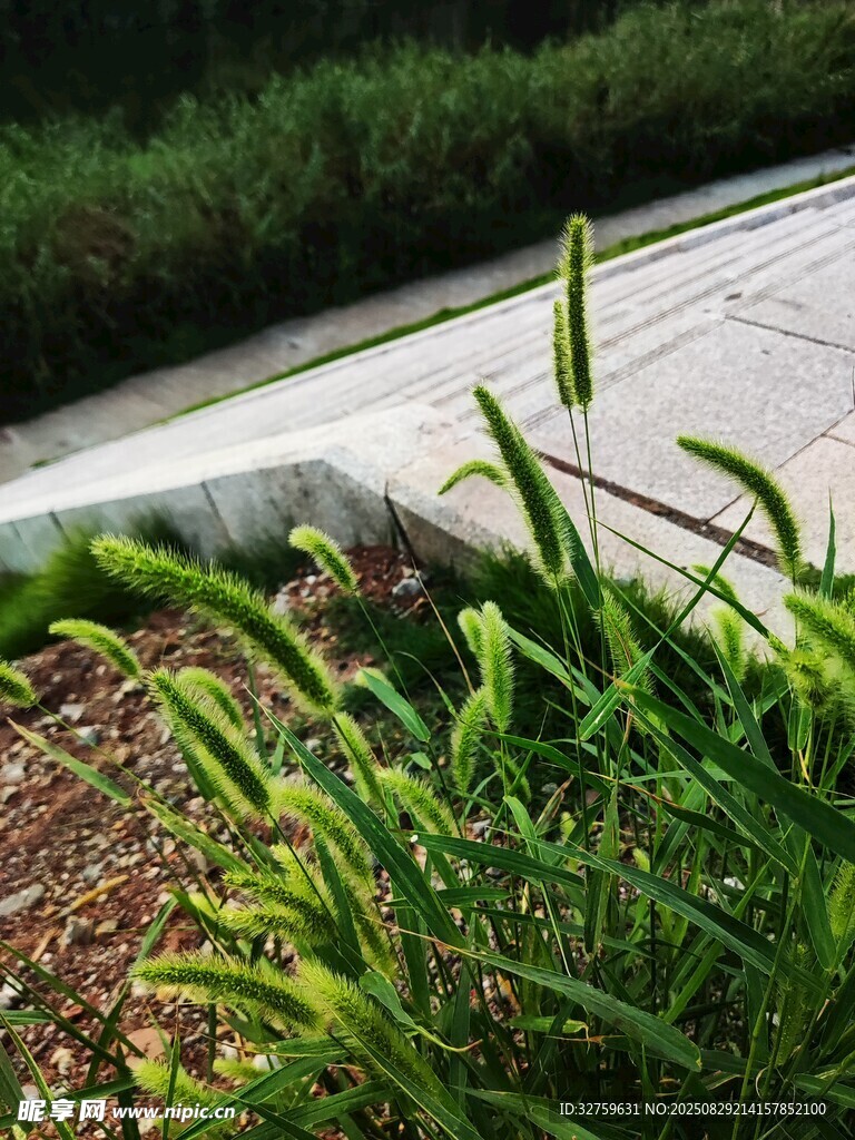 路邊蓬勃生長(zhǎng)的綠色植物