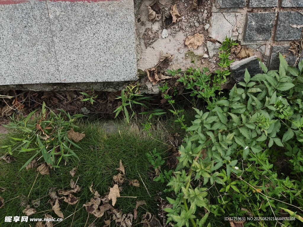 墻角綠植景觀