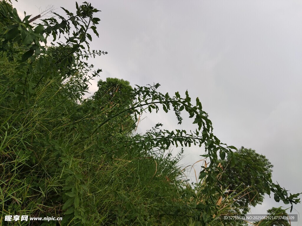 雨中蔥郁綠植