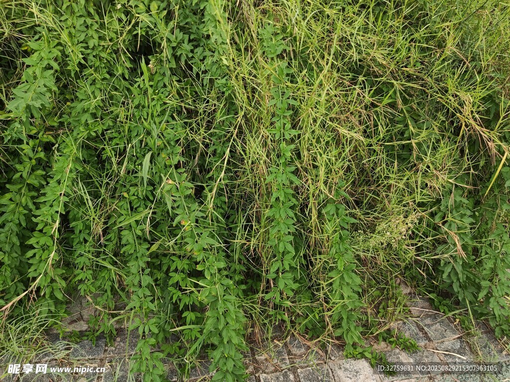 翠綠繁茂的垂蔓植物