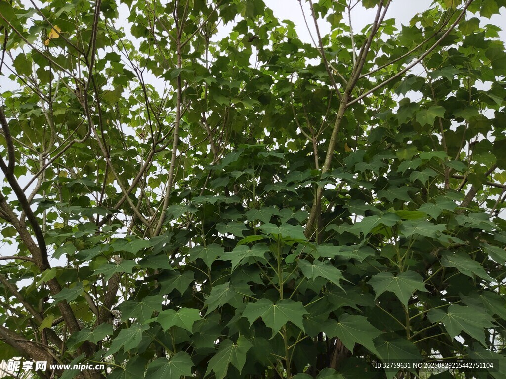 繁茂綠植