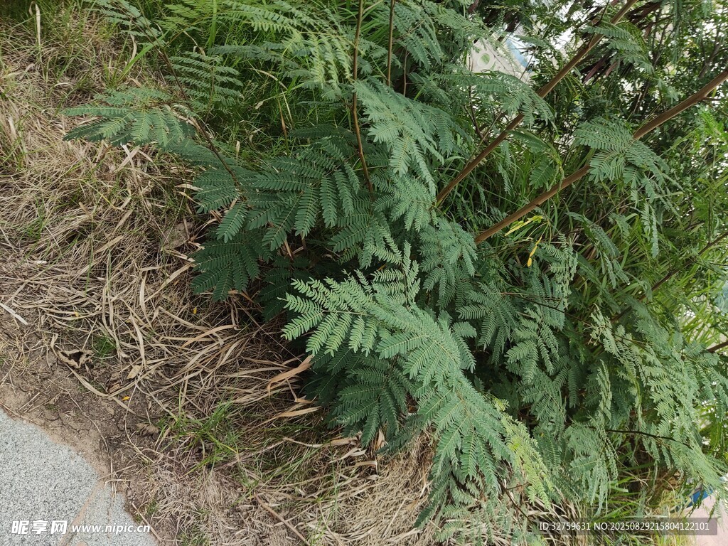 路邊生長的綠色植物