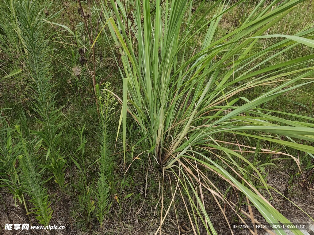 翠綠蒲葦植物特寫(xiě)