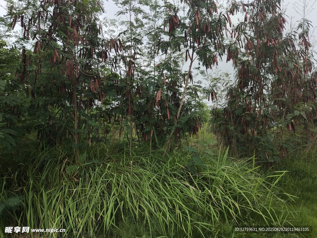 野外茂密草木風景