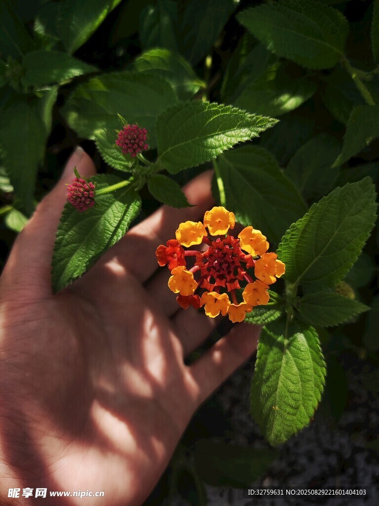 手捧艷麗馬纓丹花