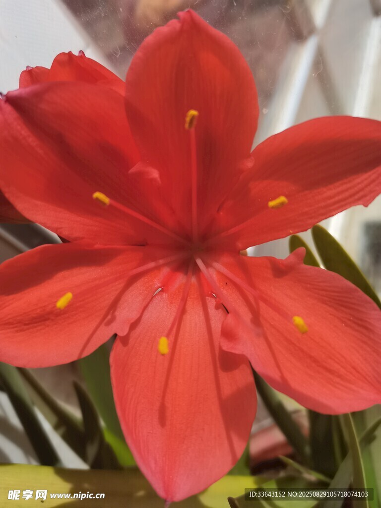 艷麗紅色孤挺花特寫