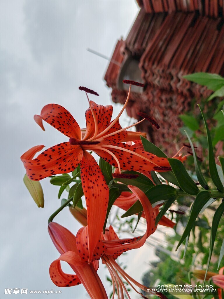 屋檐下的艷麗紅色花卉