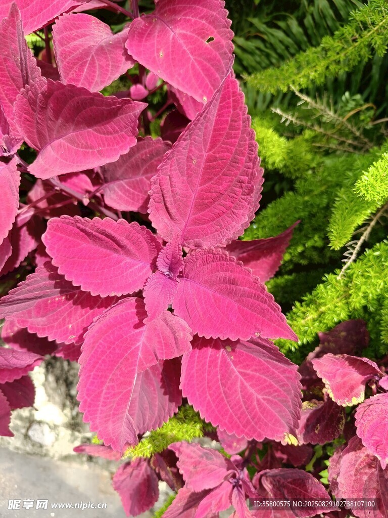 艷紅彩葉草 