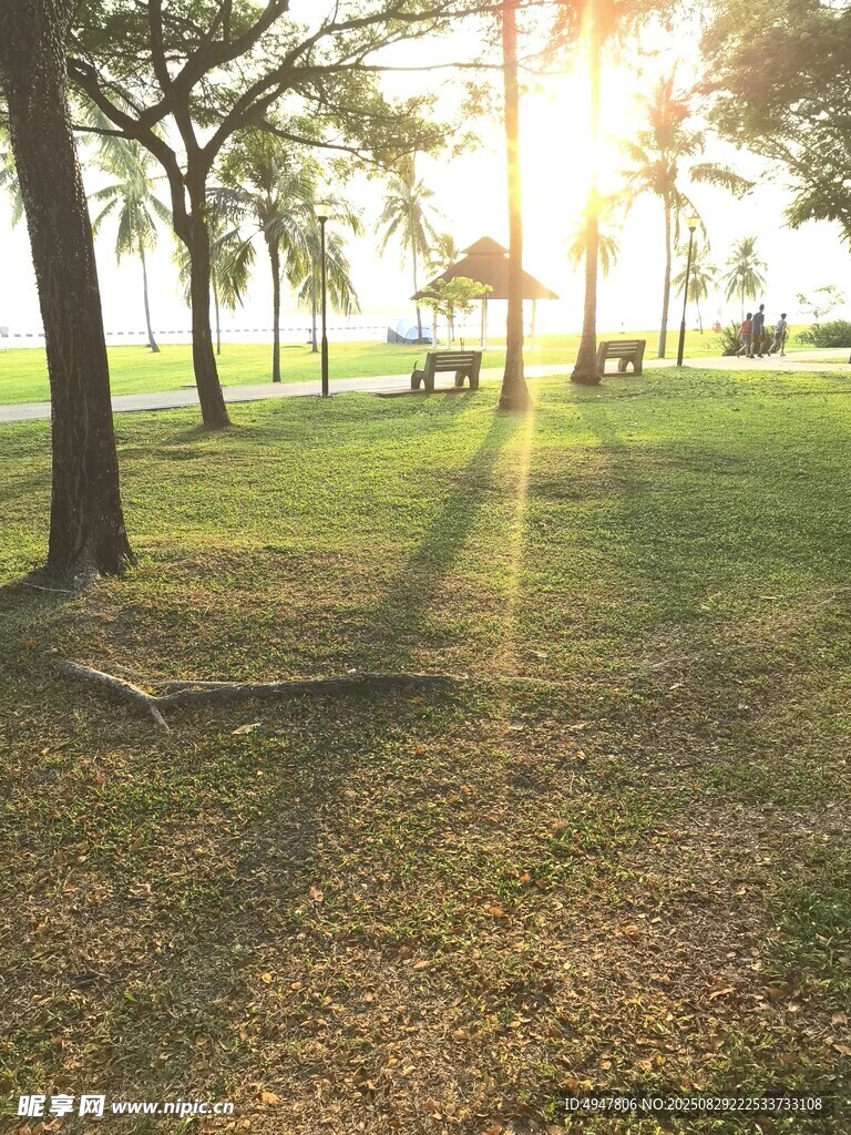 陽光灑下的靜謐草地樹林