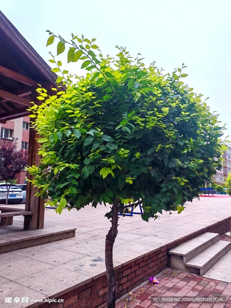 庭院中蔥郁的小樹