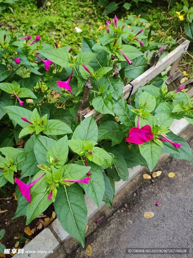 路邊綻放的多彩花卉