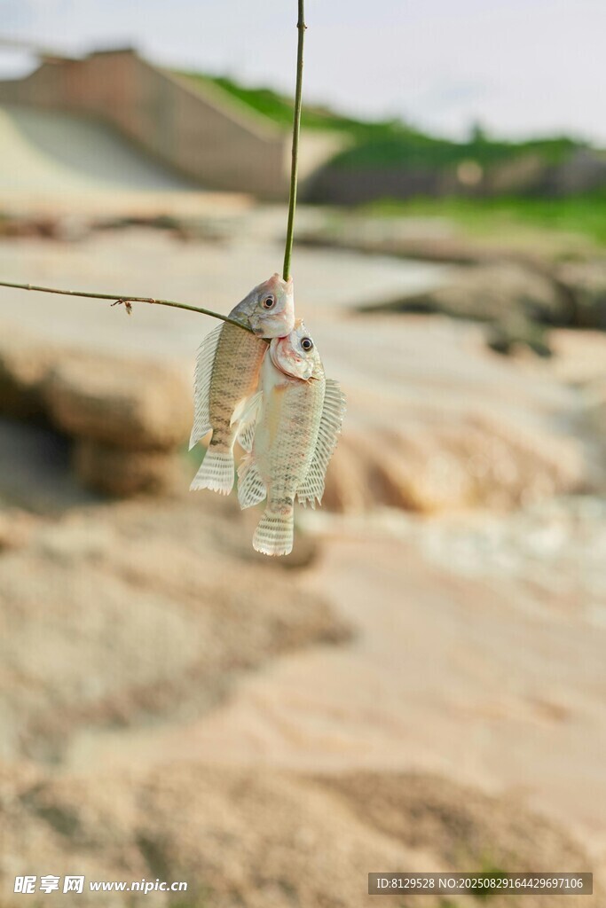 魚鉤掛著小魚
