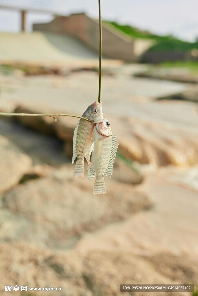 懸掛的透明小魚裝飾品