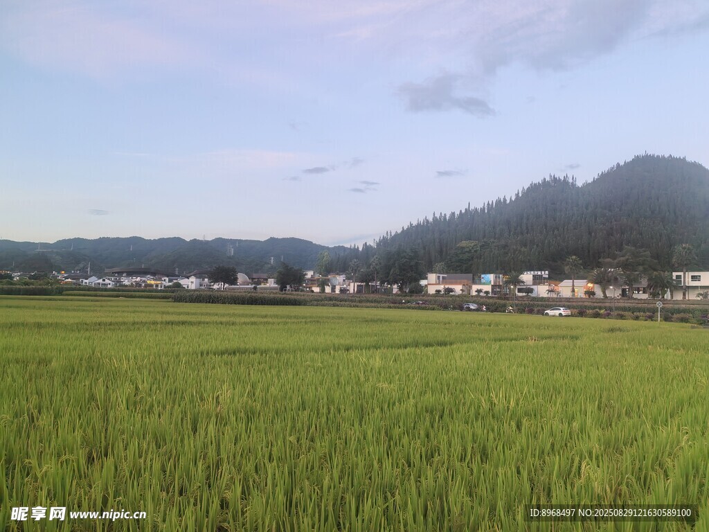 稻田