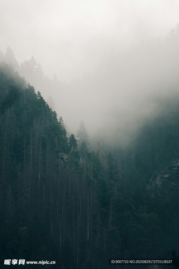 山間迷霧繚繞的靜謐景致