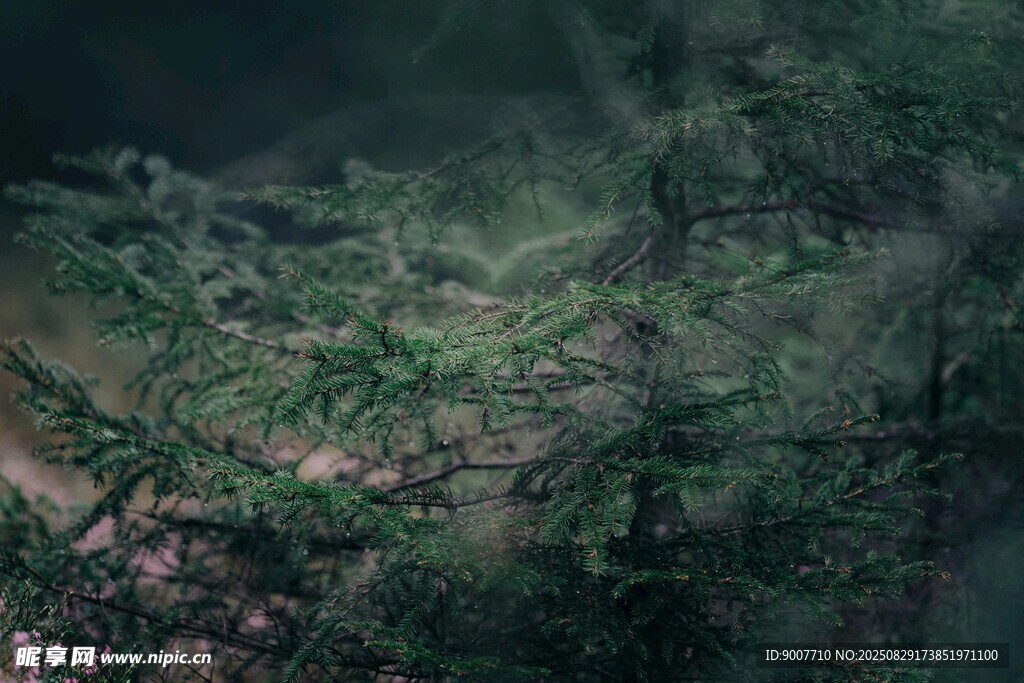 霧中蔥郁山林景象