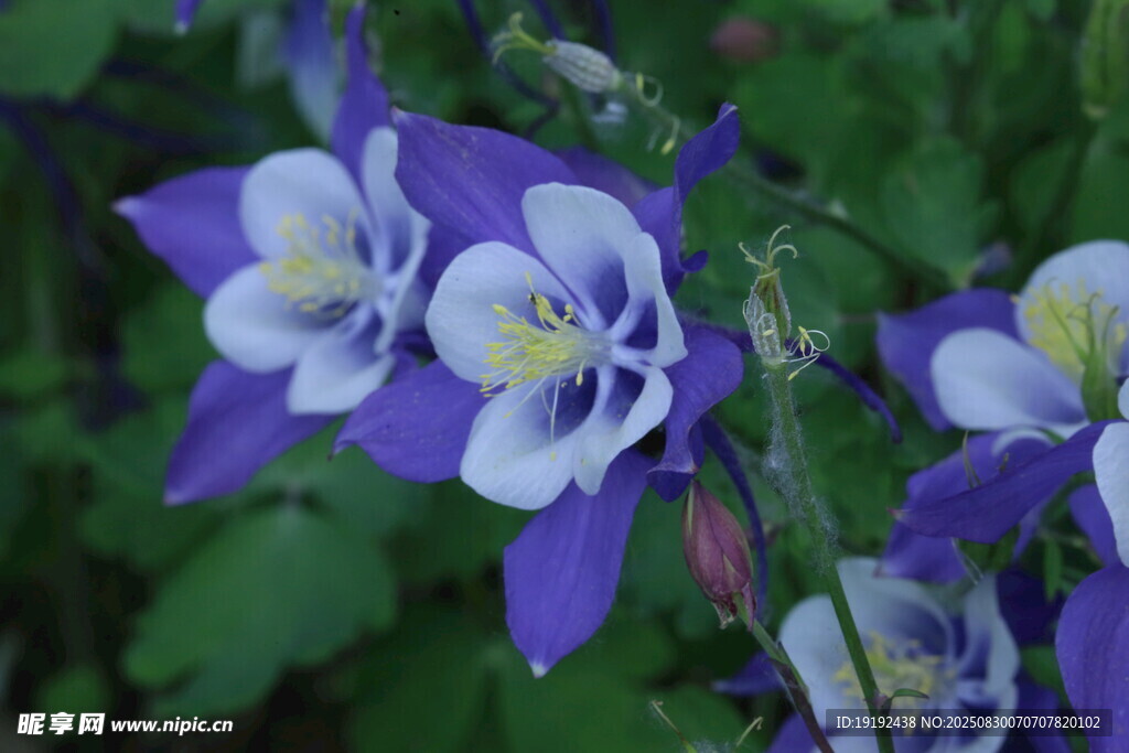 耬斗菜  