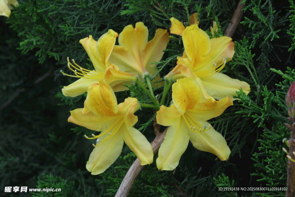 杜鵑花 