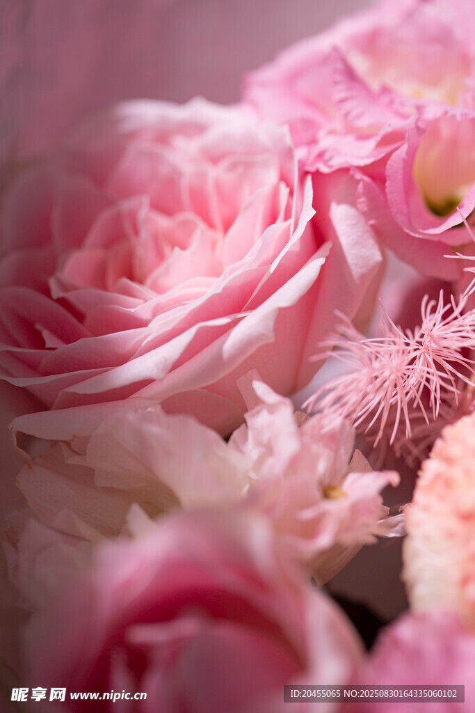 粉色柔美花卉特寫(xiě)