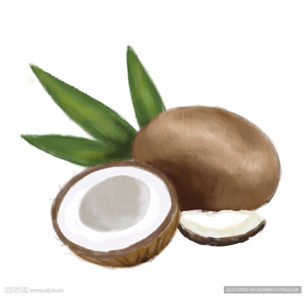 椰子插畫
