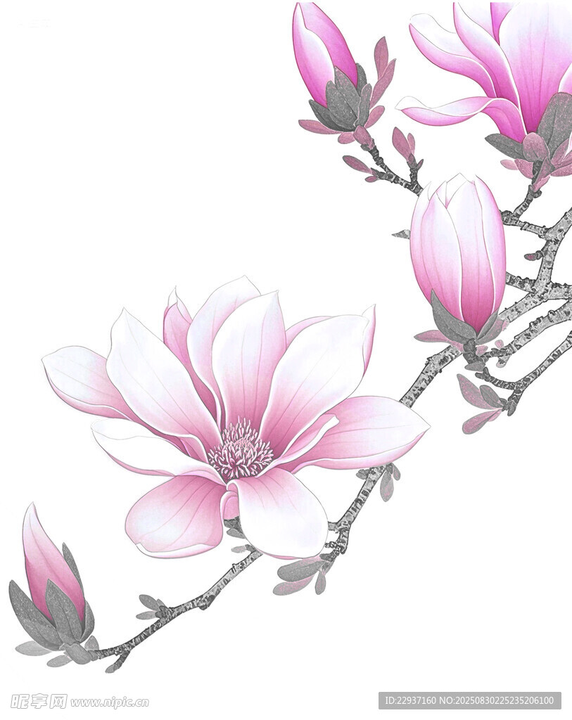 玉蘭花枝圖