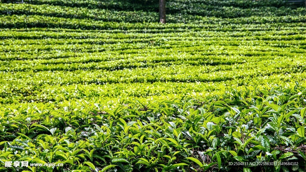 翠綠茶園 層層疊疊的生機(jī)