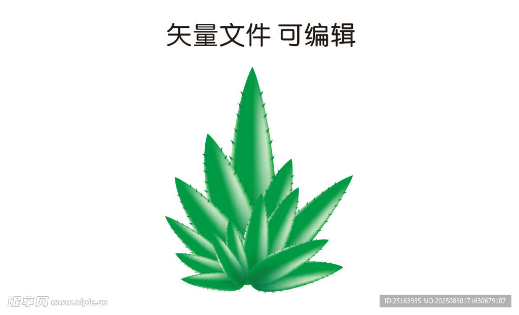 矢量蘆薈