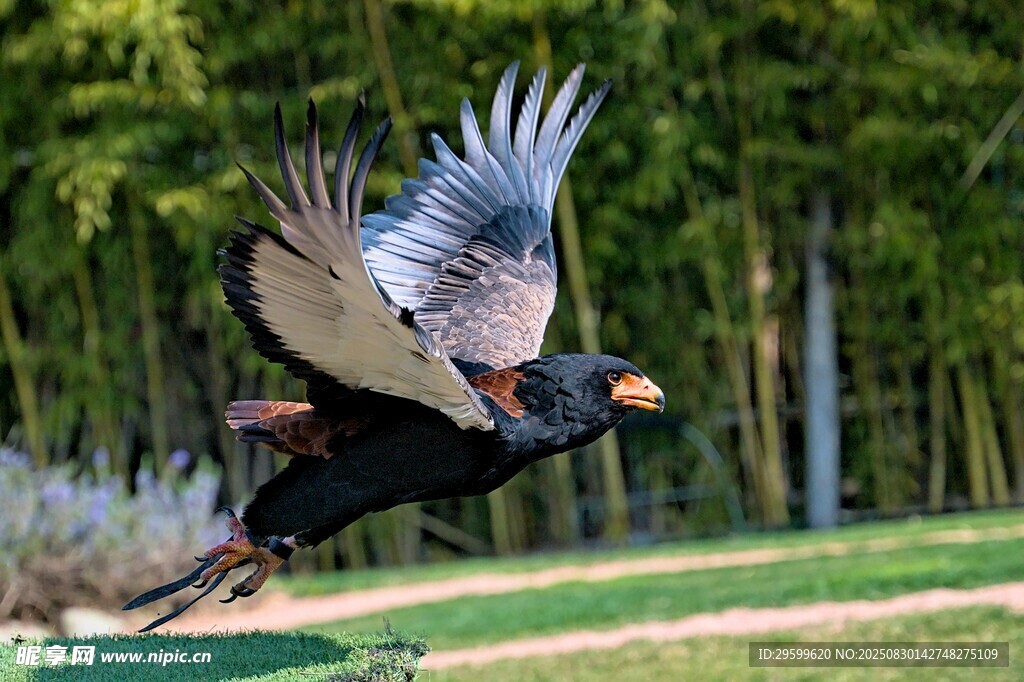 展翅翱翔的黑鳥