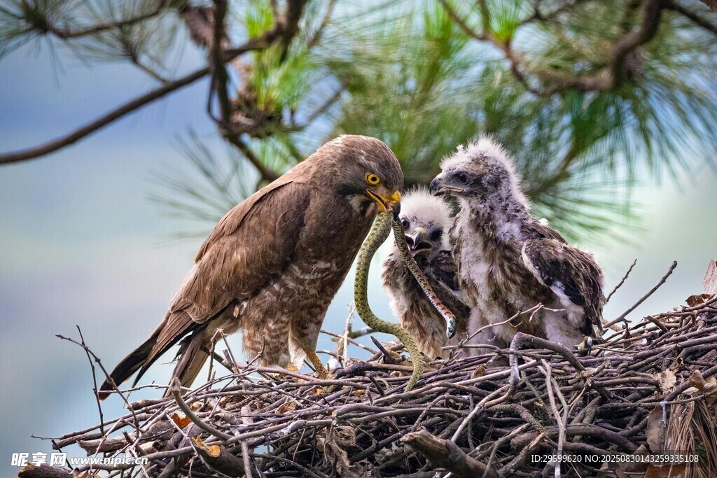 鷹巢中的親鳥與幼鳥