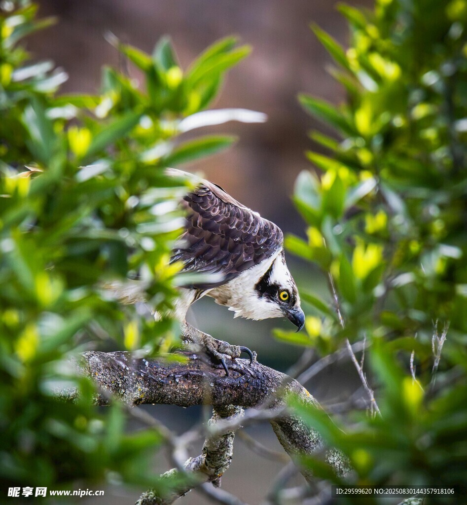 枝頭小鳥棲于綠植間