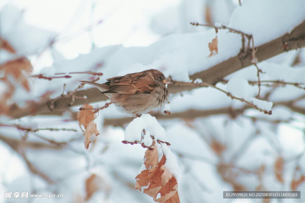 雪枝上的小鳥(niǎo)