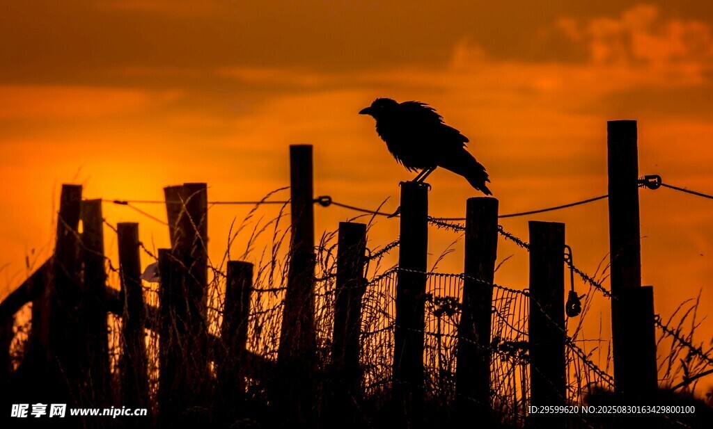 夕陽下孤鳥立于圍欄