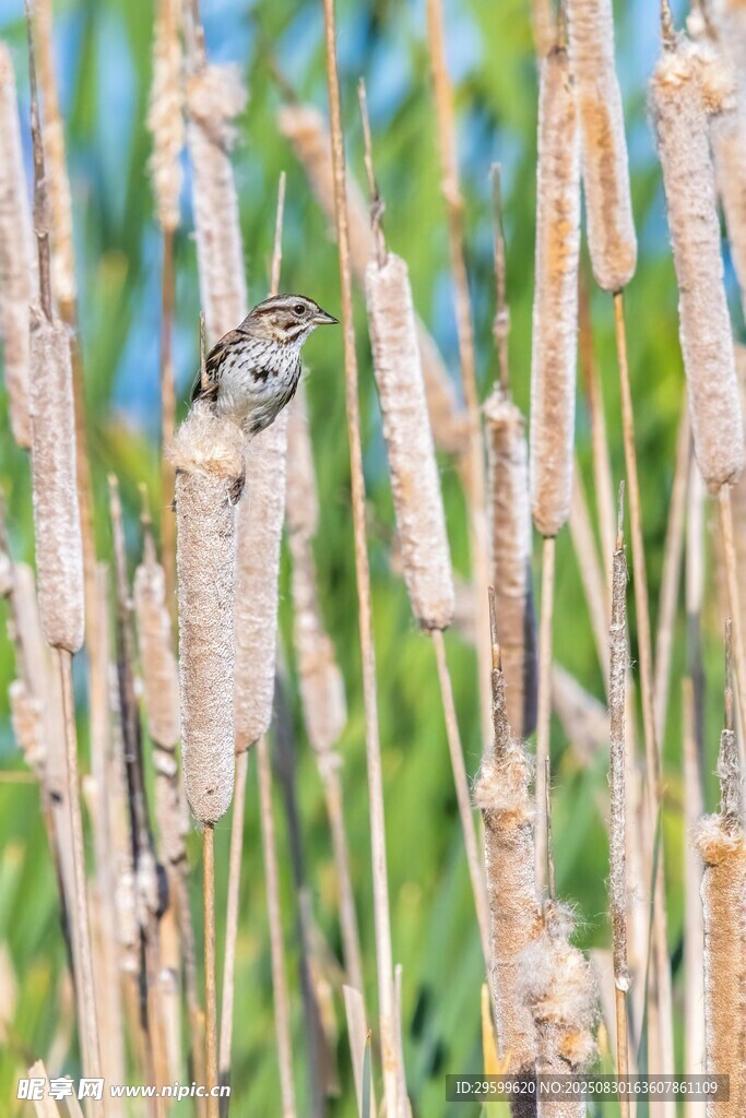麥田中棲息的小鳥
