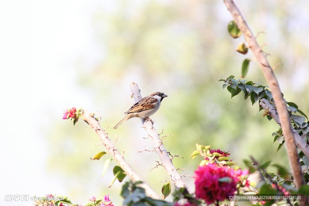 蜂鳥停駐于嬌艷花朵間