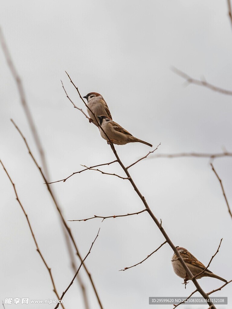 枝頭雙鳥