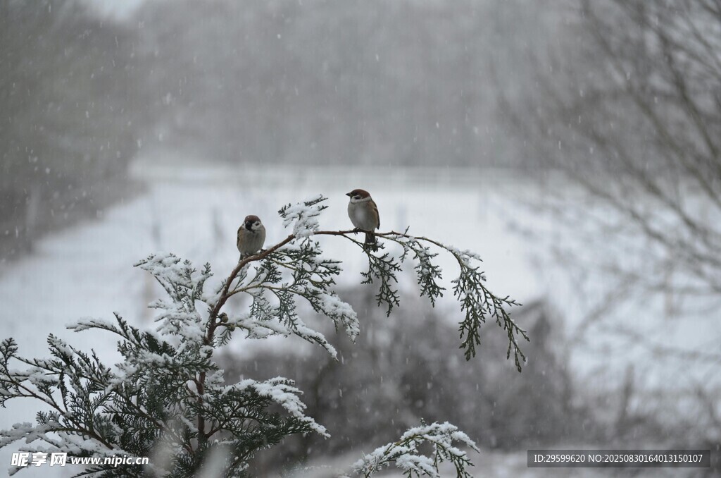 雪覆枝頭的幾只小鳥