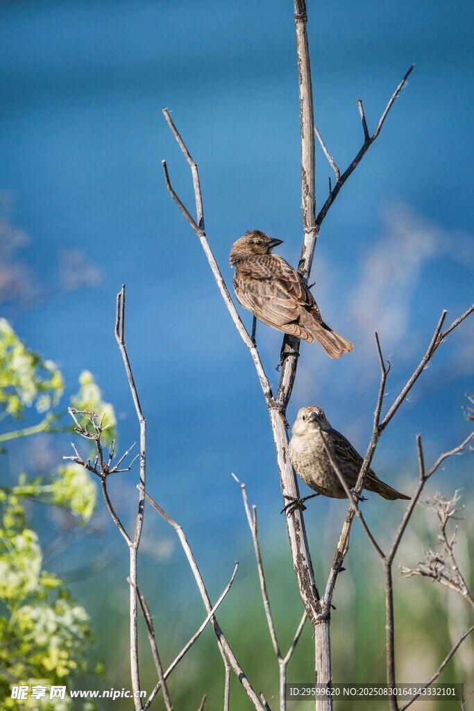 枝頭雙鳥圖