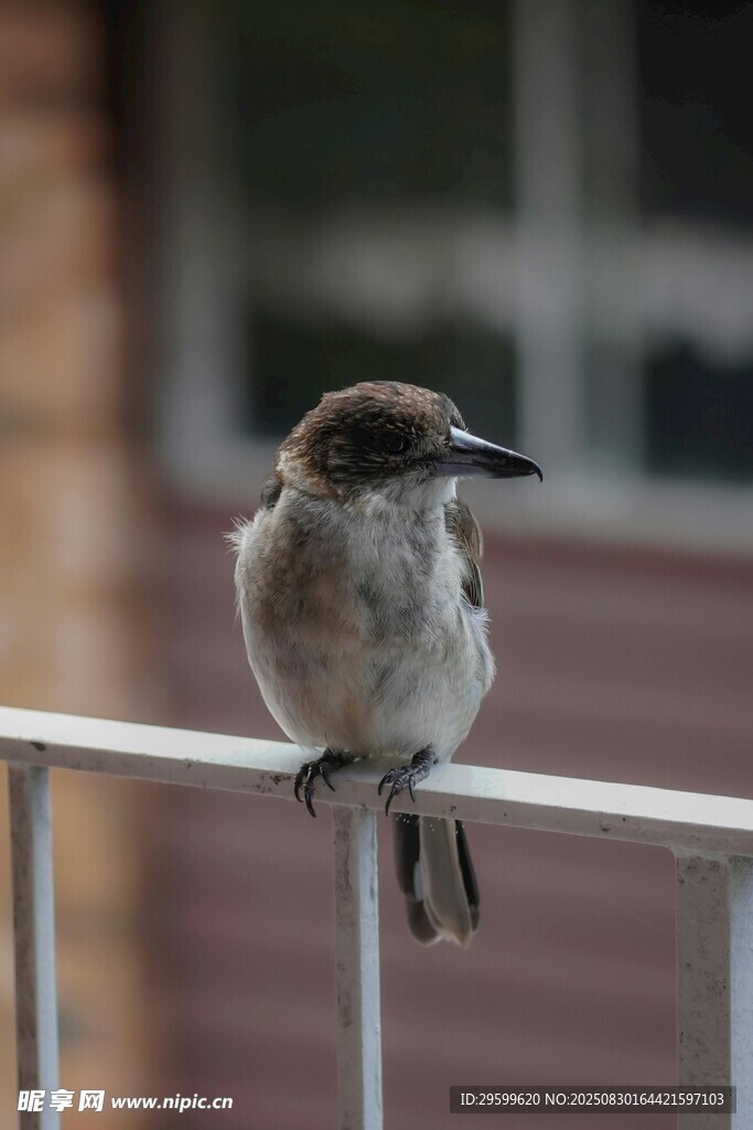 小鳥棲于欄桿