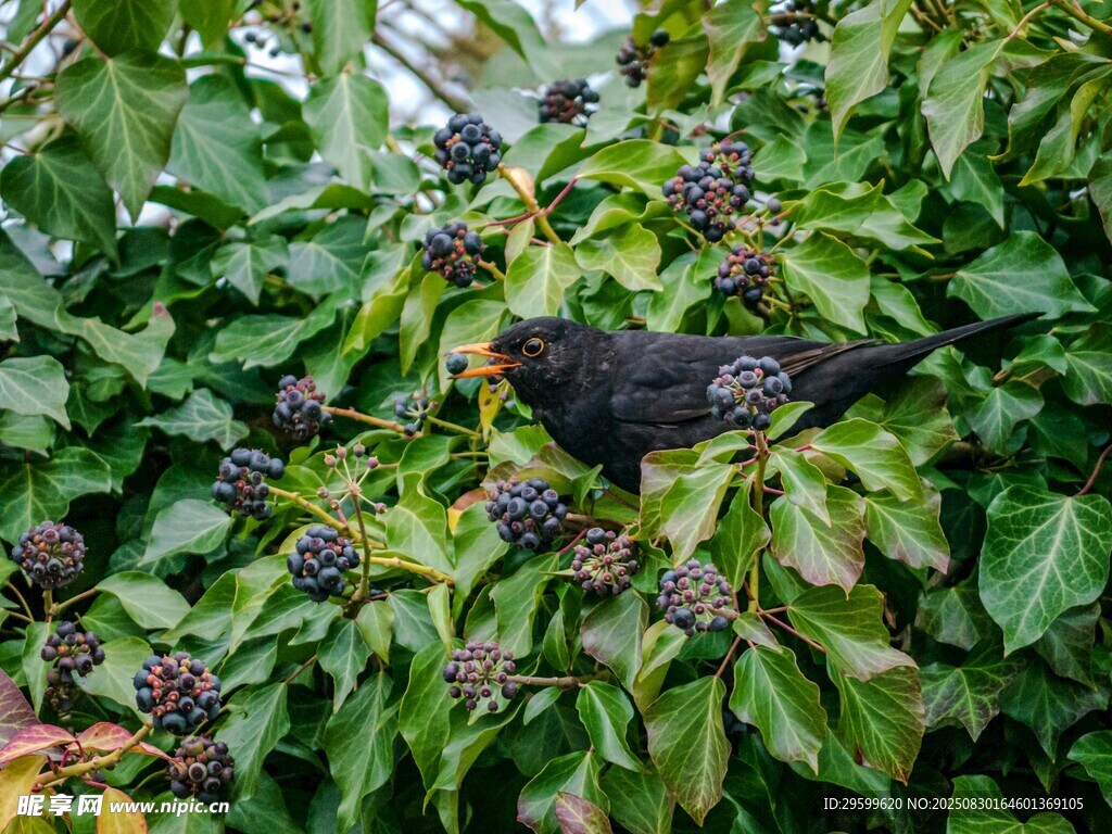 枝頭黑鳥棲于繁茂果葉間