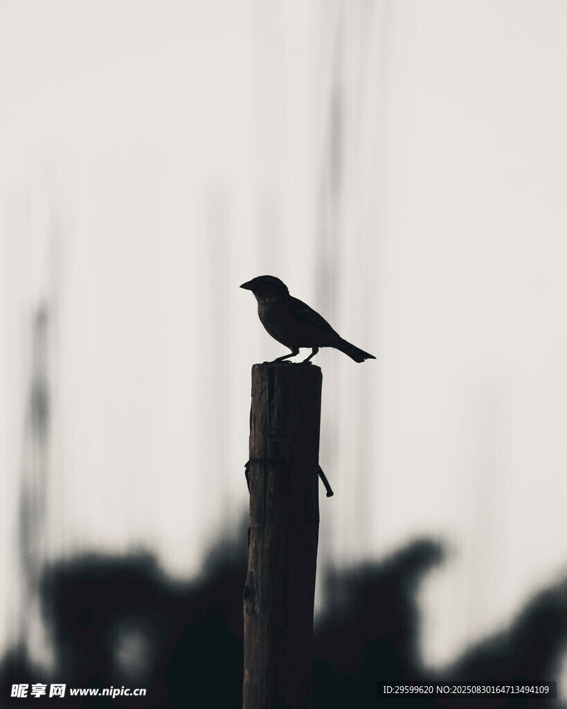 孤鳥(niǎo)立于木樁