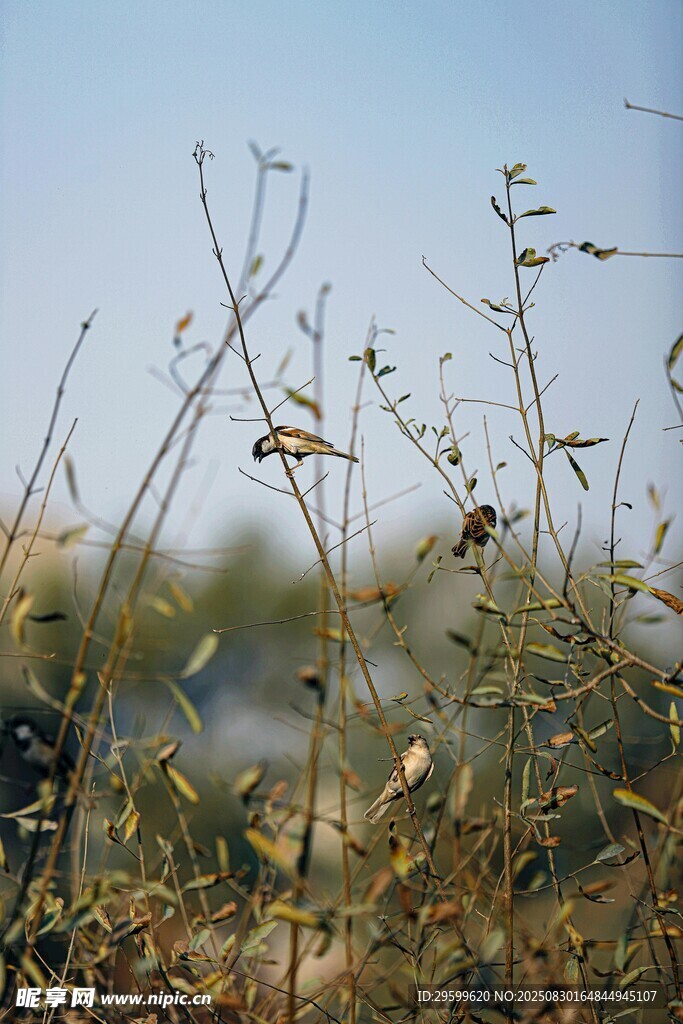 秋日野外干枯植物景象