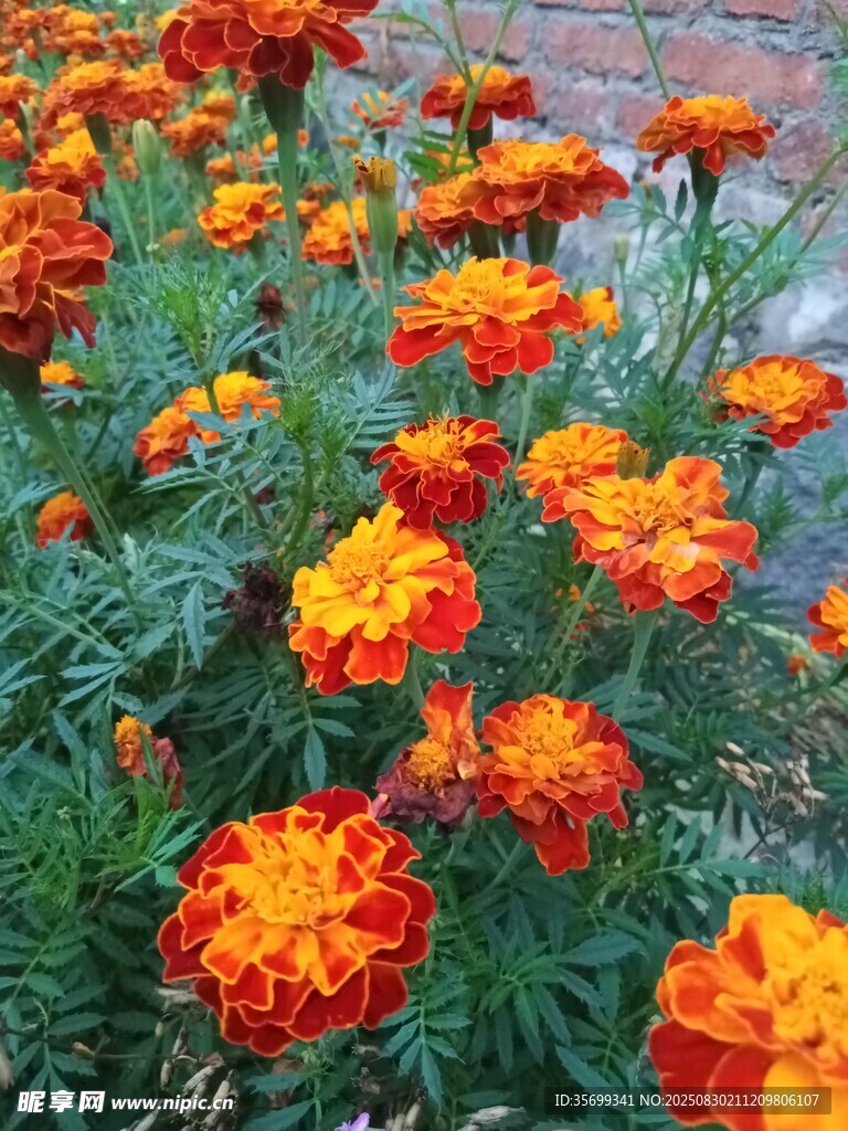 鮮艷萬壽菊綻放于花園