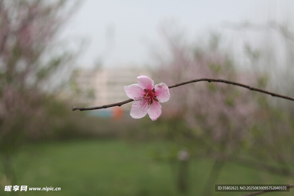 一枝粉嫩桃花綻放