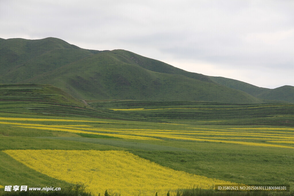 山間油菜田美景
