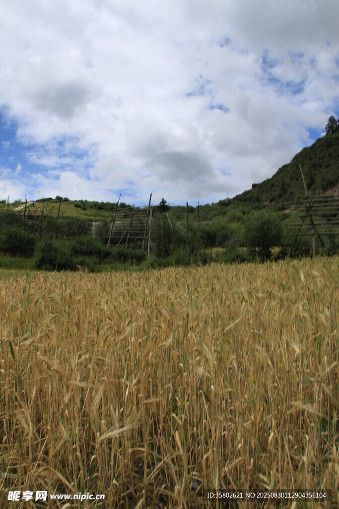 金黃麥田與遠(yuǎn)山藍(lán)天景色