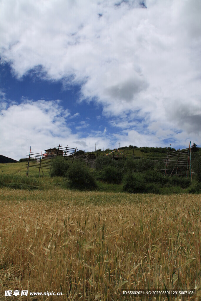 金黃麥田與藍天白云美景