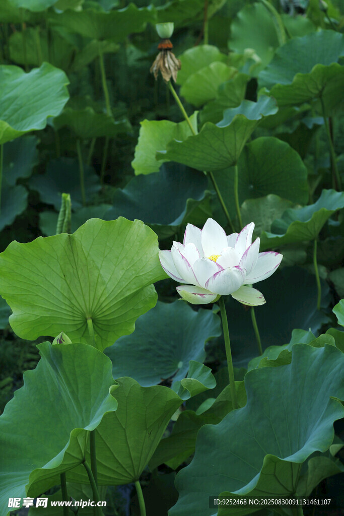 荷花 潔白