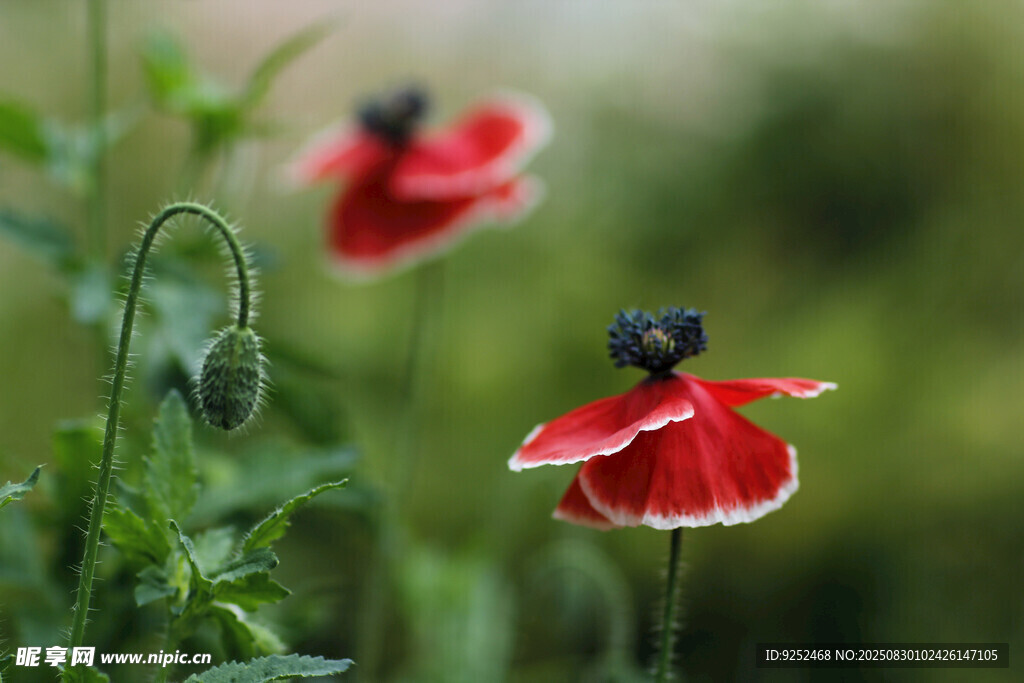 紅色虞美人