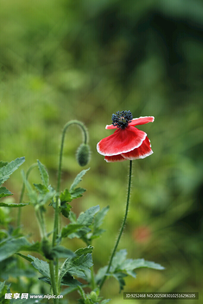 美人花 
