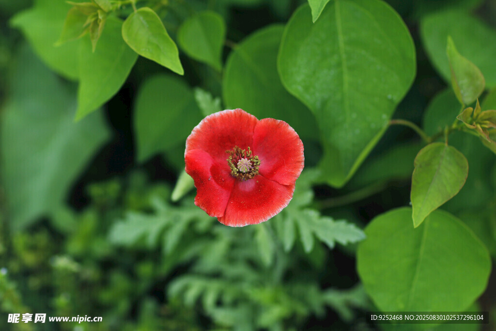 紅色虞美人